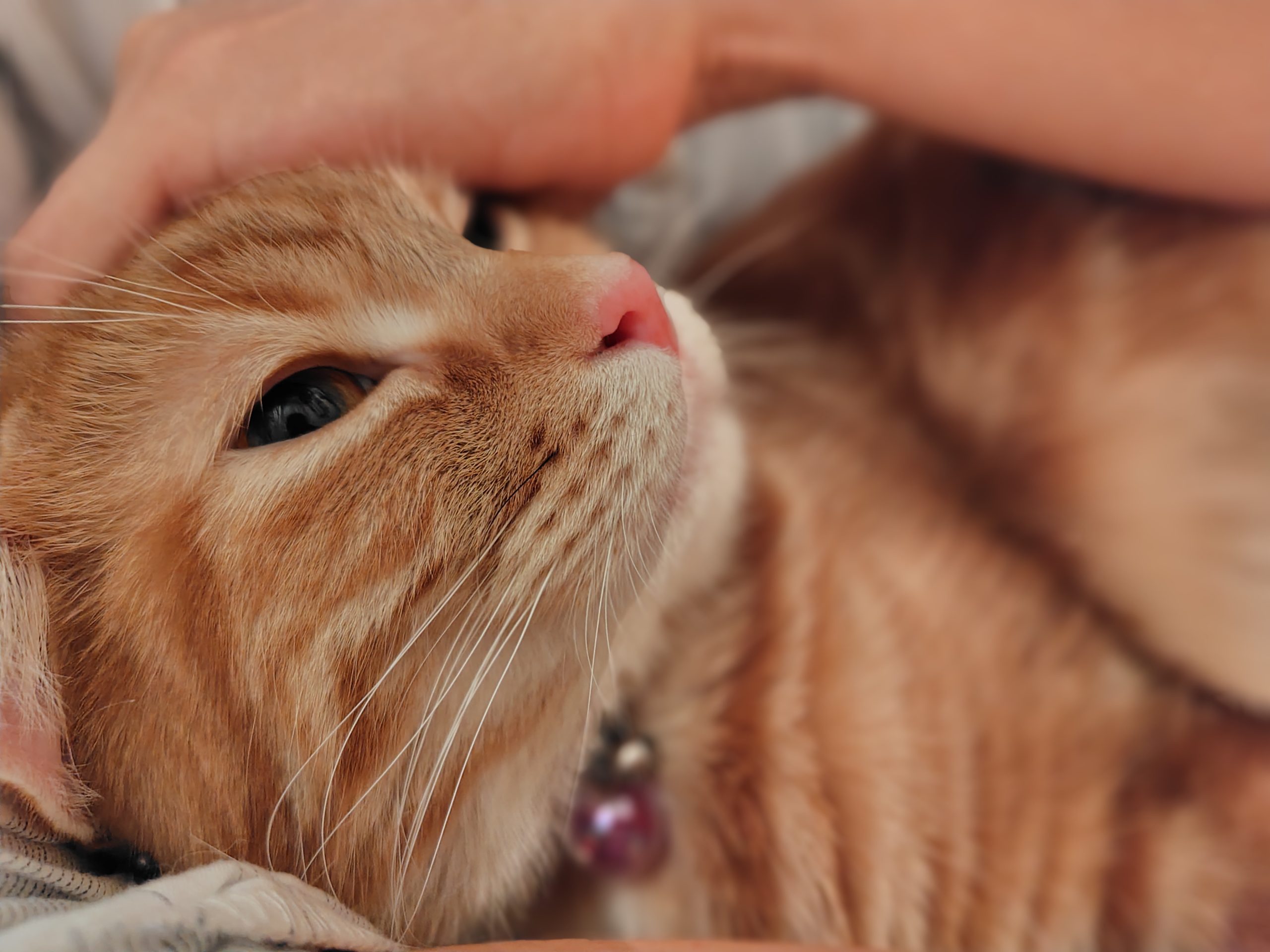 甘えた顔のうち猫さん