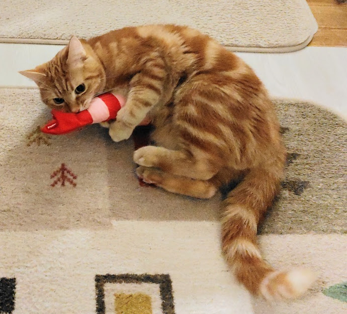 けりぐるみで遊ぶうち猫さん